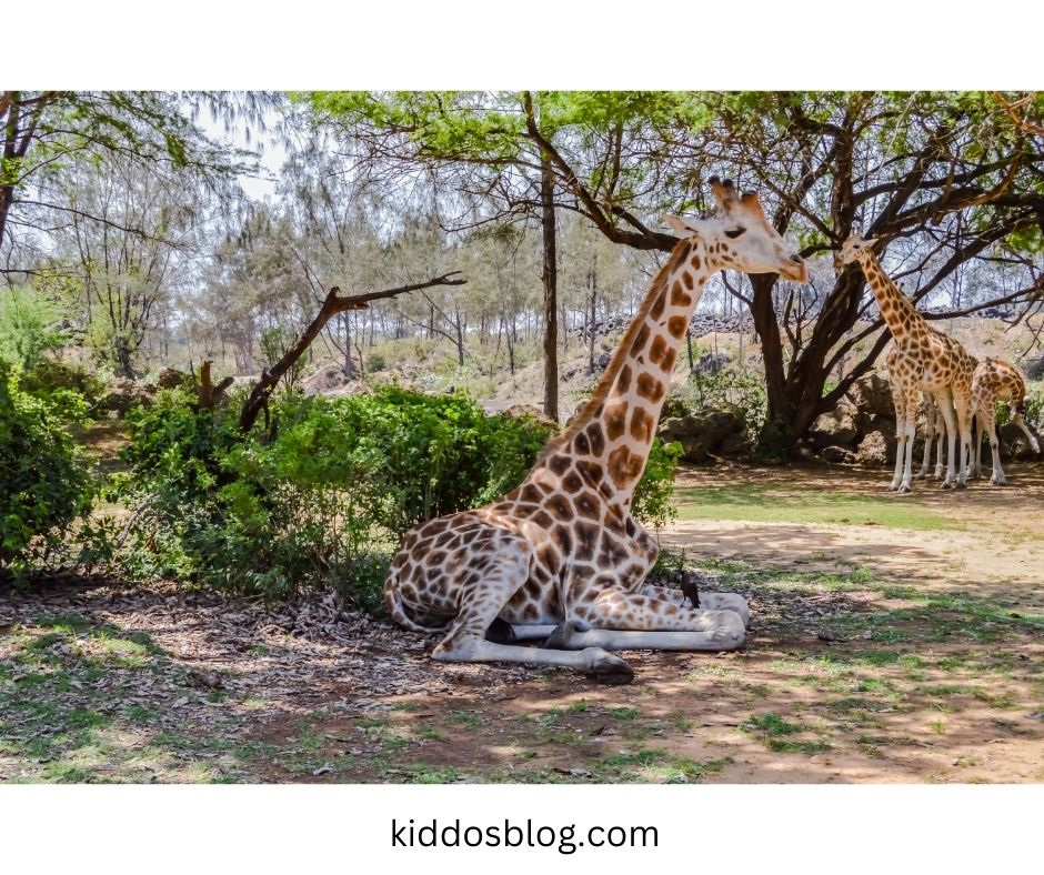 Haller Park- kid-friendly park in Mombasa